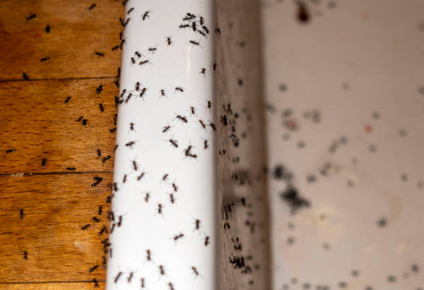 Best Wasp Removal Services  in Blue Point, NY